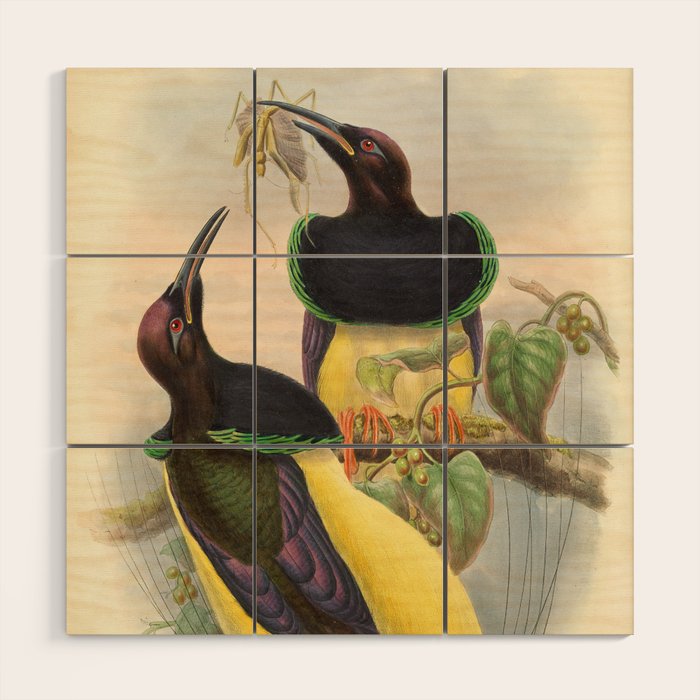 Birds-of-paradise (Seleucides Negricans) by John Gould, 1875-1888 (benefitting the Nature Conservancy) Wood Wall Art Gallery Image 1