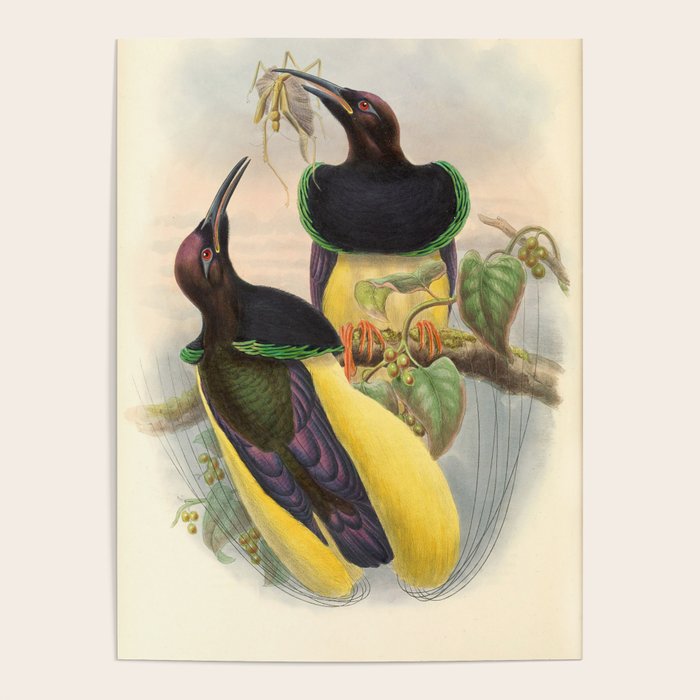 Birds-of-paradise (Seleucides Negricans) by John Gould, 1875-1888 (benefitting the Nature Conservancy) Poster Gallery Image 4