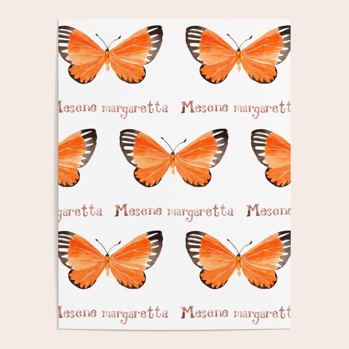 Butterfly - Mesene margaretta Poster Gallery Image 1