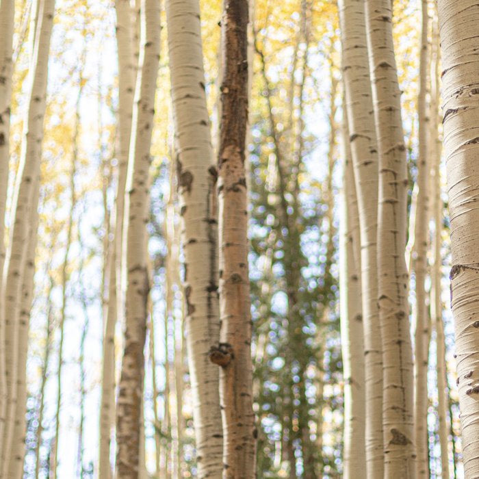 Autumn Aspen Forest Colorado Photography Coffee Mug Gallery Image 2