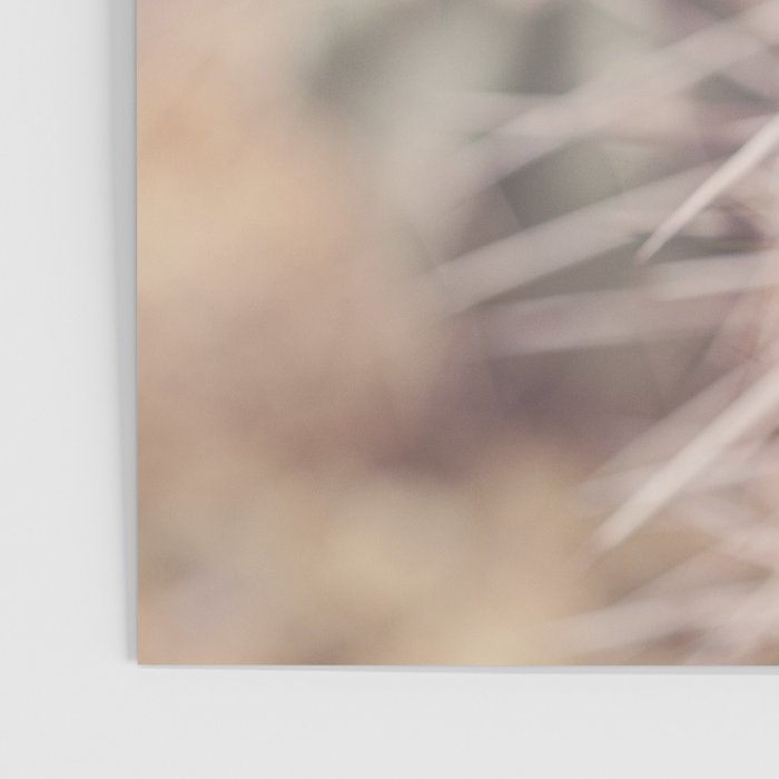 Cactus Bloom x West Texas Photography Poster Gallery Image 3