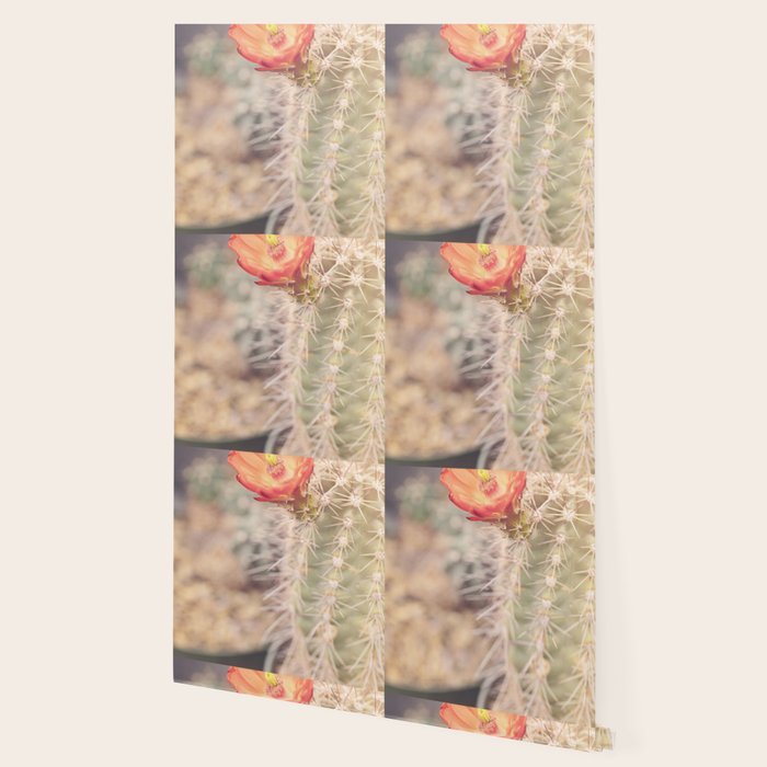 Cactus Bloom x West Texas Photography Wallpaper Gallery Image 2