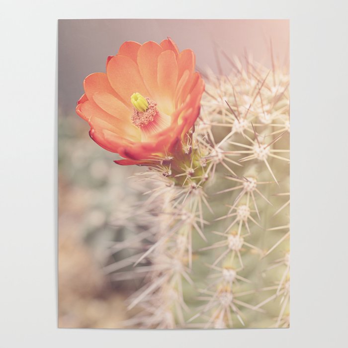 Cactus Bloom x West Texas Photography Poster Gallery Image 4