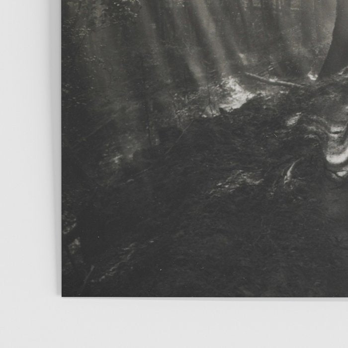 Pathway of light, sunlight and sunbeams in forest black and white photograph by J W Chapman Taylor Poster Gallery Image 3