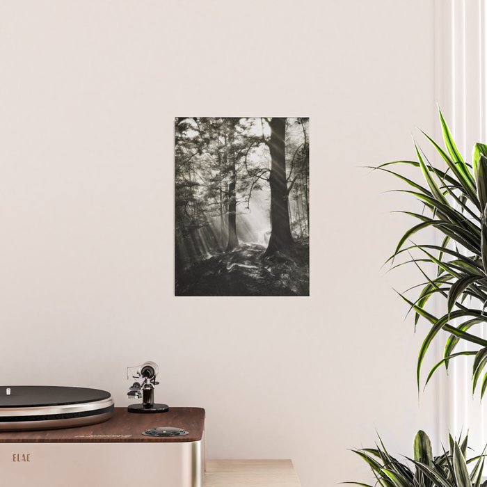 Pathway of light, sunlight and sunbeams in forest black and white photograph by J W Chapman Taylor Poster Gallery Image 2