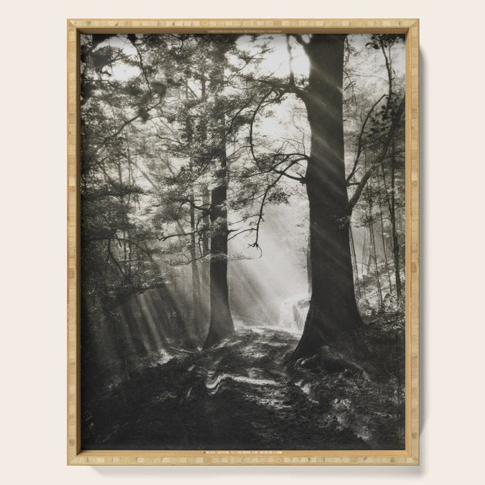 Pathway of light, sunlight and sunbeams in forest black and white photograph by J W Chapman Taylor Serving Tray Gallery Image 1