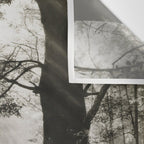Pathway of light, sunlight and sunbeams in forest black and white photograph by J W Chapman Taylor Wall Tapestry Gallery Image 3