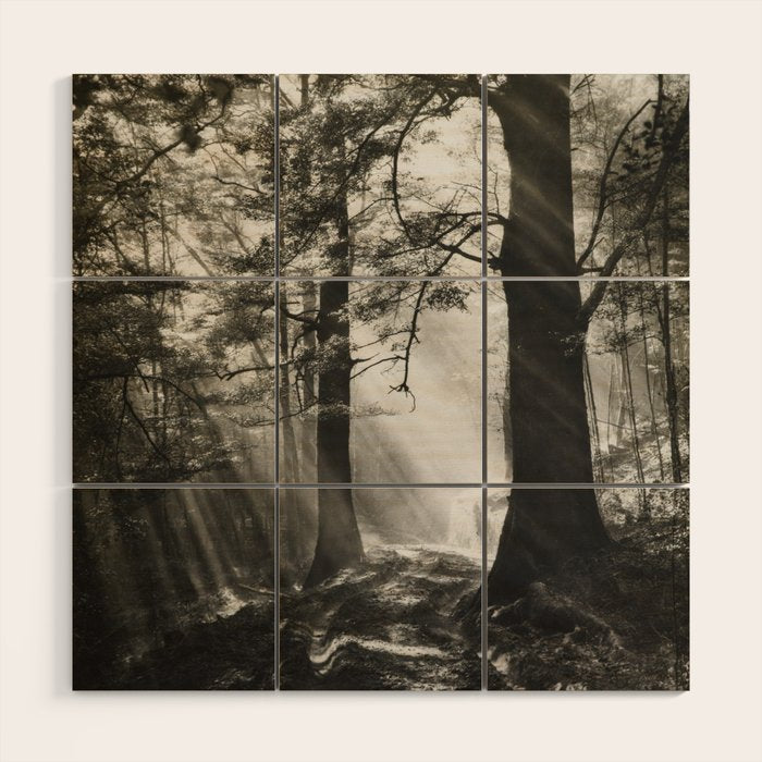 Pathway of light, sunlight and sunbeams in forest black and white photograph by J W Chapman Taylor Wood Wall Art Gallery Image 1