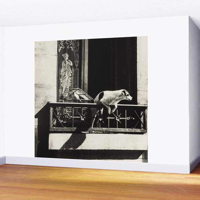 Paris, 1926, Dog out of Window Paris France black and white photograph Wall Mural Gallery Image 2