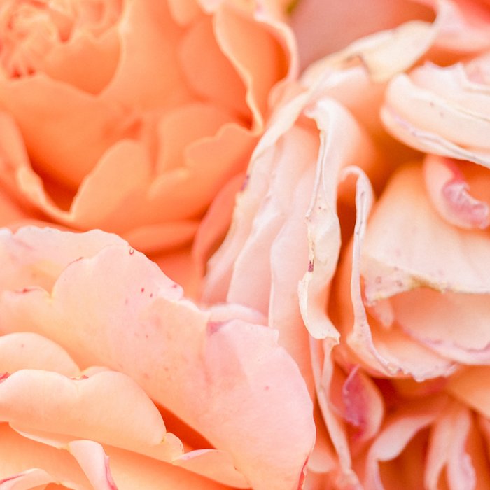 Coral Roses | Ostuni botanical garden photography | Puglia Italy Coffee Mug Gallery Image 2