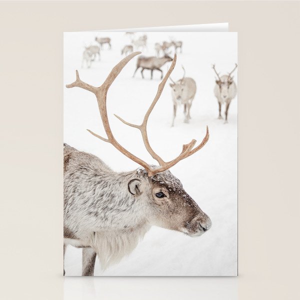 Reindeer With Antlers Art Print | Tromsø Norway Animal Snow Photo | Arctic Winter Travel Photography Stationery Card Gallery Image 2
