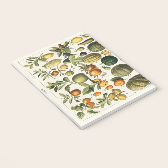 Vintage Scientific Illustration Fruits Botanical Floral Lithograph Encyclopaedia Diagrams  Notebook Gallery Image 3