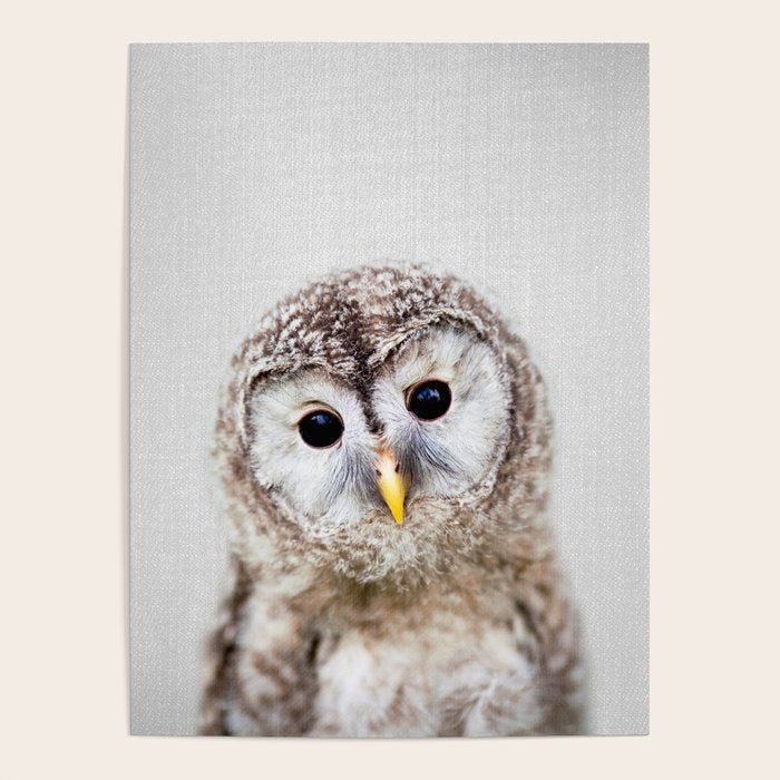 Baby Owl - Colorful Poster Gallery Image 4