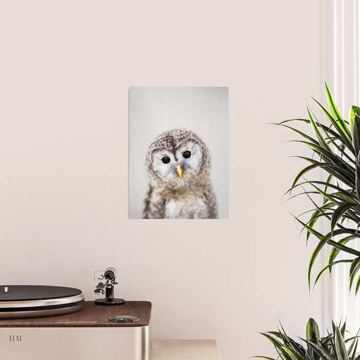Baby Owl - Colorful Poster Gallery Image 2