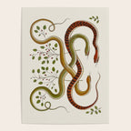 Snakes by Albertus Seba Poster Gallery Image 4