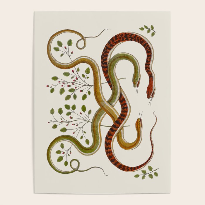 Snakes by Albertus Seba Poster Gallery Image 4