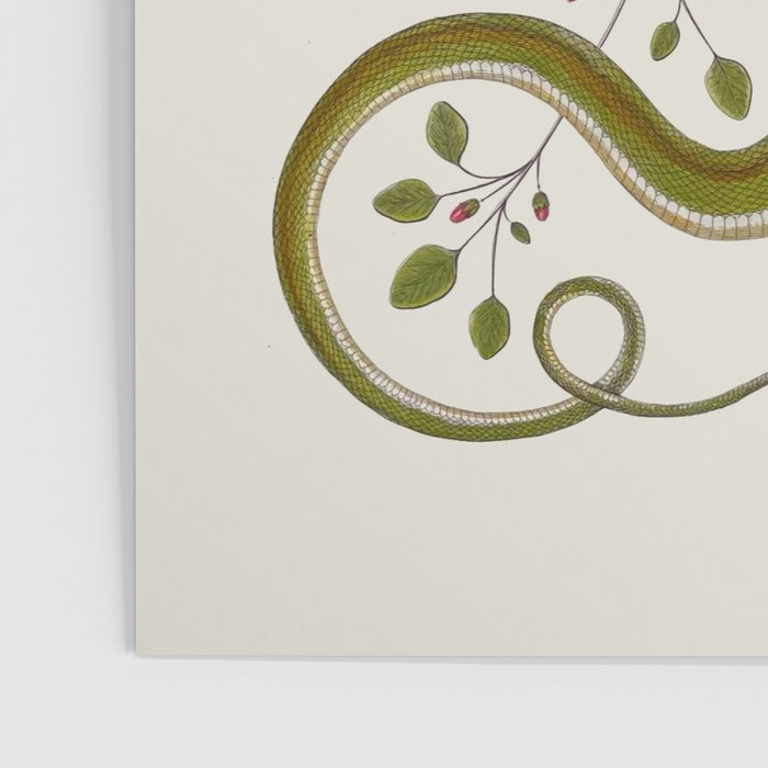 Snakes by Albertus Seba Poster Gallery Image 3