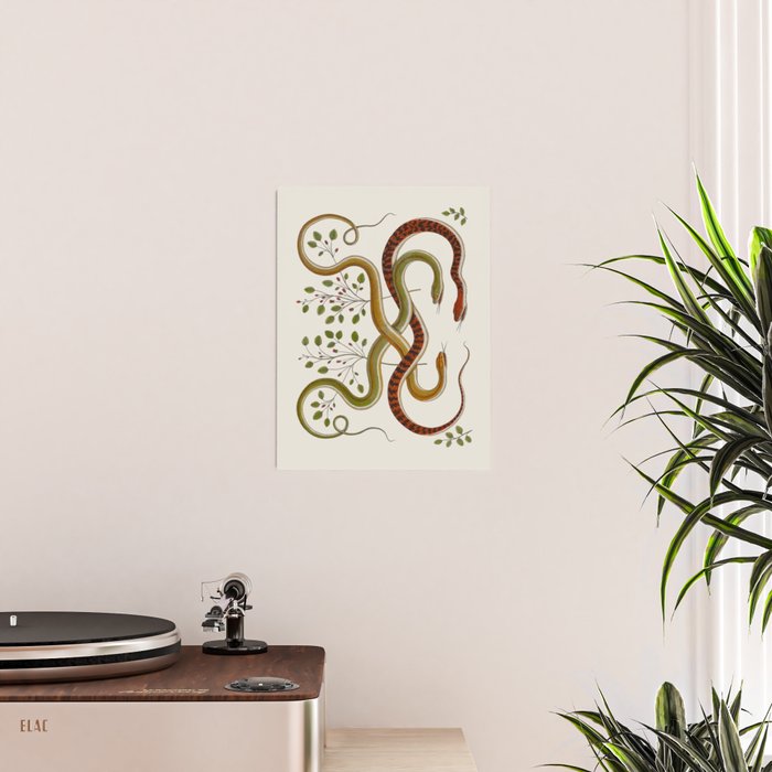 Snakes by Albertus Seba Poster Gallery Image 2