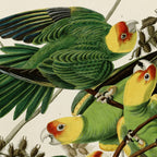 Carolina Parrot - John James Audubon's Birds of America Print Coffee Mug Gallery Image 2