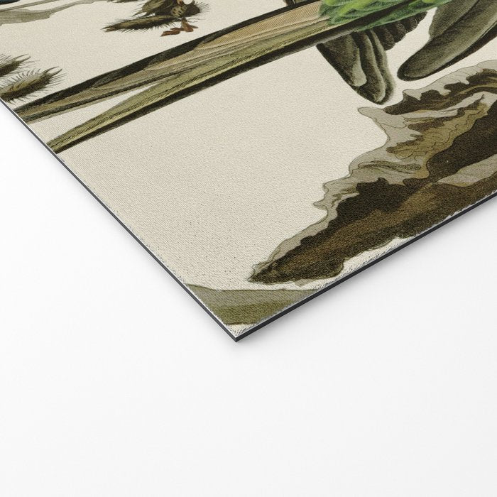 Carolina Parrot - John James Audubon's Birds of America Print Welcome Mat Gallery Image 2