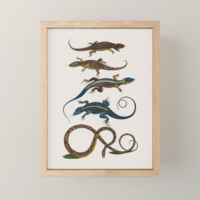 Albertus Seba Snakes And Lizards Blue Mini Art Print Gallery Image 1