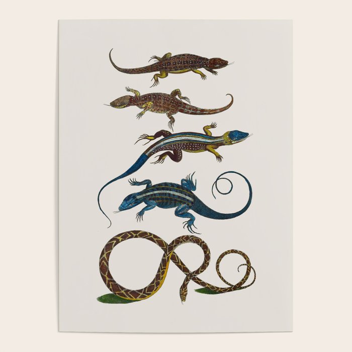 Albertus Seba Snakes And Lizards Blue Poster Gallery Image 4