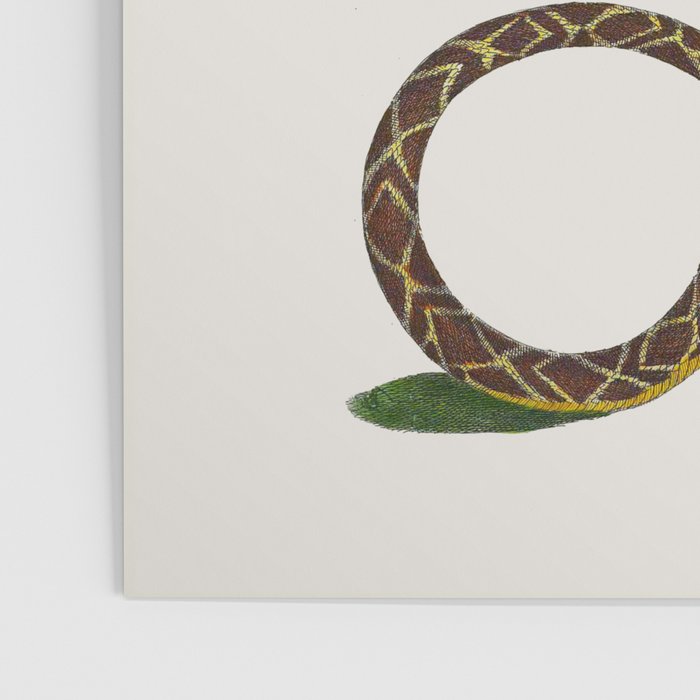 Albertus Seba Snakes And Lizards Blue Poster Gallery Image 3