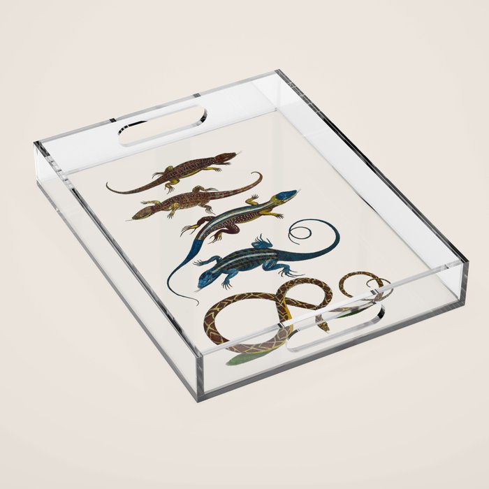 Albertus Seba Snakes And Lizards Blue Acrylic Tray Gallery Image 1