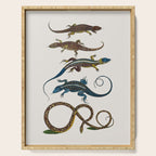 Albertus Seba Snakes And Lizards Blue Serving Tray Gallery Image 1