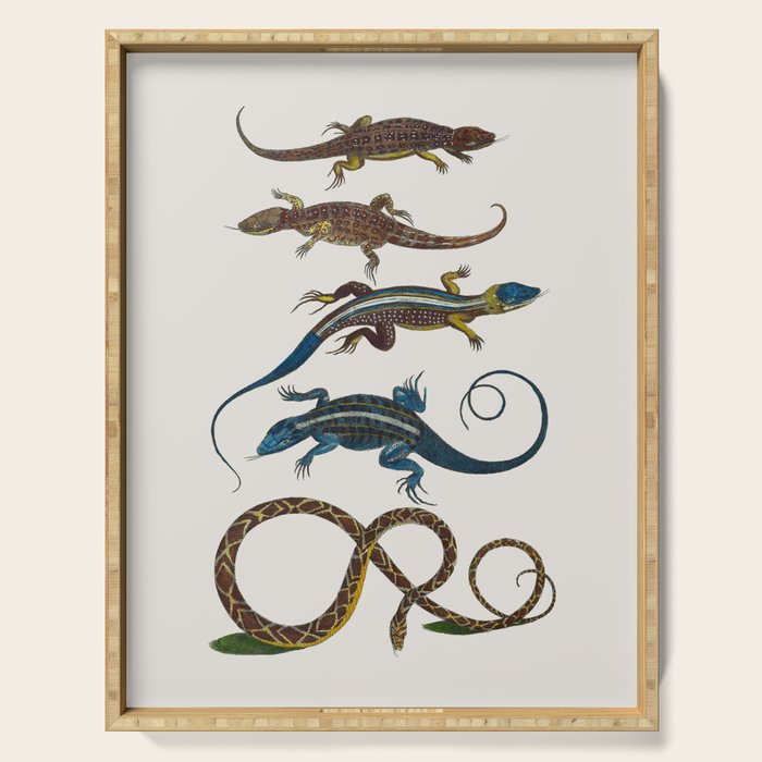 Albertus Seba Snakes And Lizards Blue Serving Tray Gallery Image 1