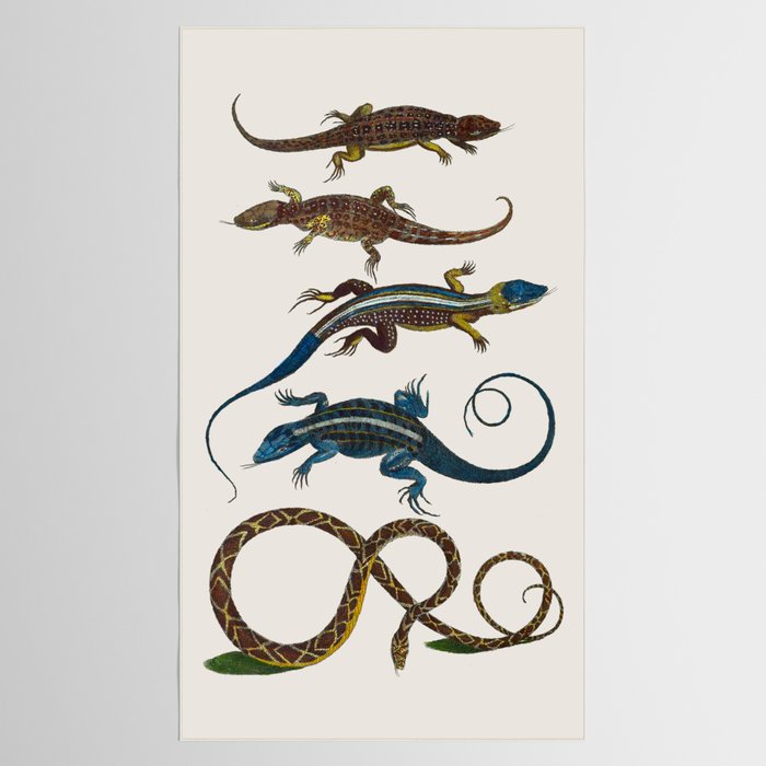 Albertus Seba Snakes And Lizards Blue Tablecloth Gallery Image 2