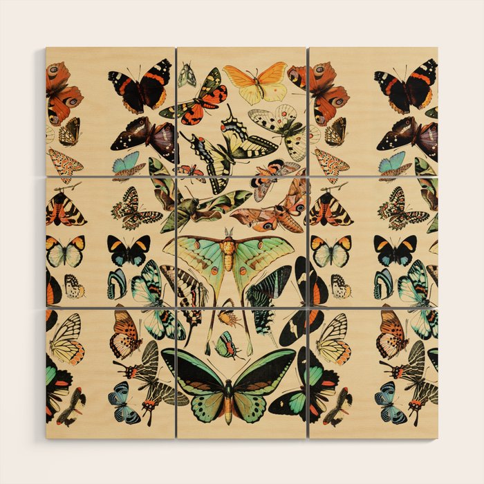 Papillon I Vintage French Butterfly Charts by Adolphe Millot Wood Wall Art Gallery Image 1