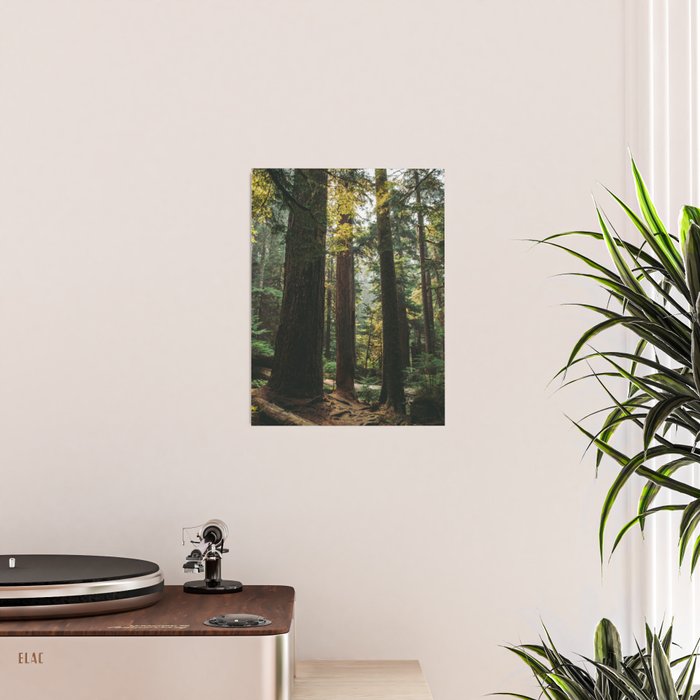 Echoes of the Forest Poster Gallery Image 2