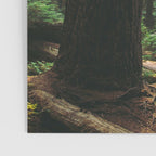 Echoes of the Forest Poster Gallery Image 3
