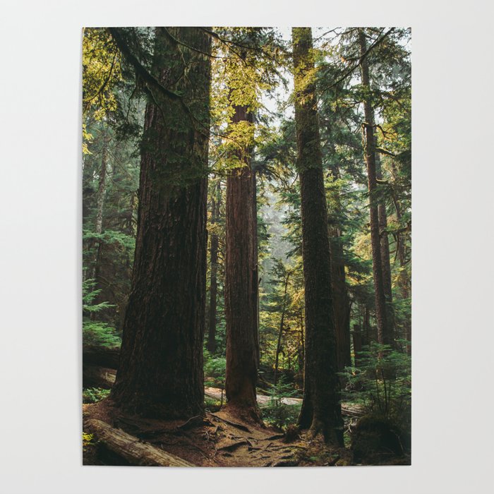Echoes of the Forest Poster Gallery Image 4