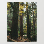 Echoes of the Forest Poster Gallery Image 4