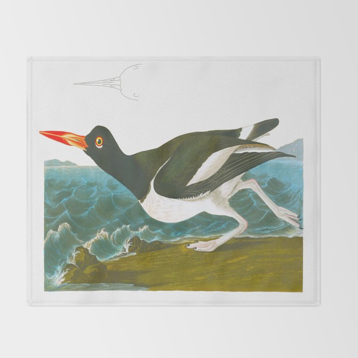 Pied oyster-catcher Bird Throw Blanket Gallery Image 2