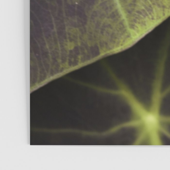 Leaf Line Art Elephant Ear Study Poster Gallery Image 3