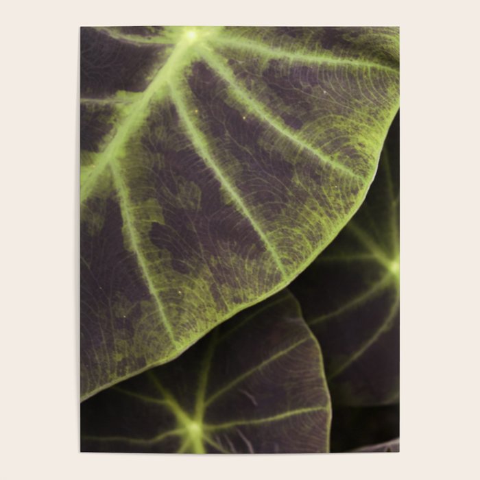 Leaf Line Art Elephant Ear Study Poster Gallery Image 4