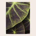 Leaf Line Art Elephant Ear Study Poster Gallery Image 4