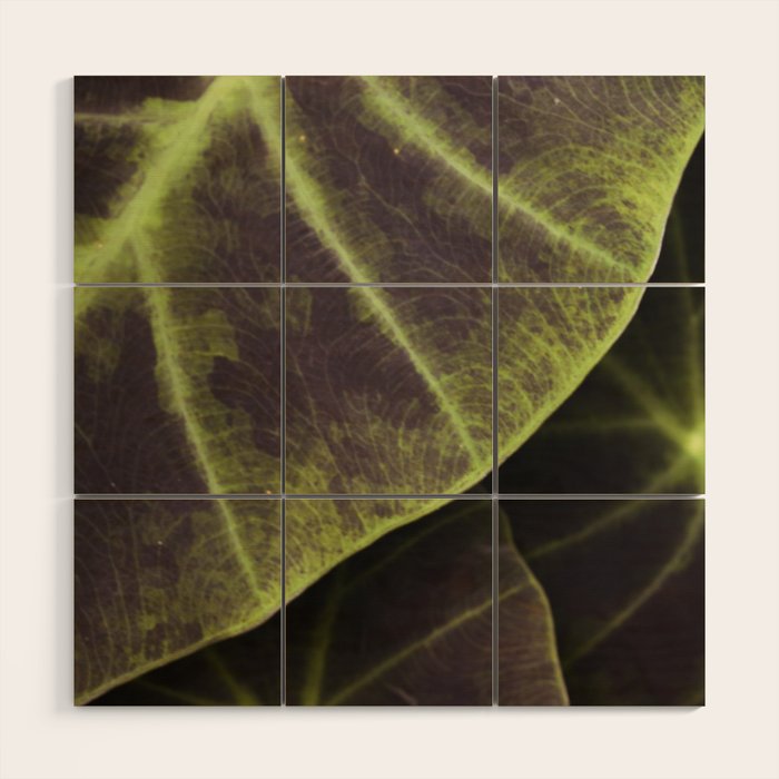 Leaf Line Art Elephant Ear Study Wood Wall Art Gallery Image 1