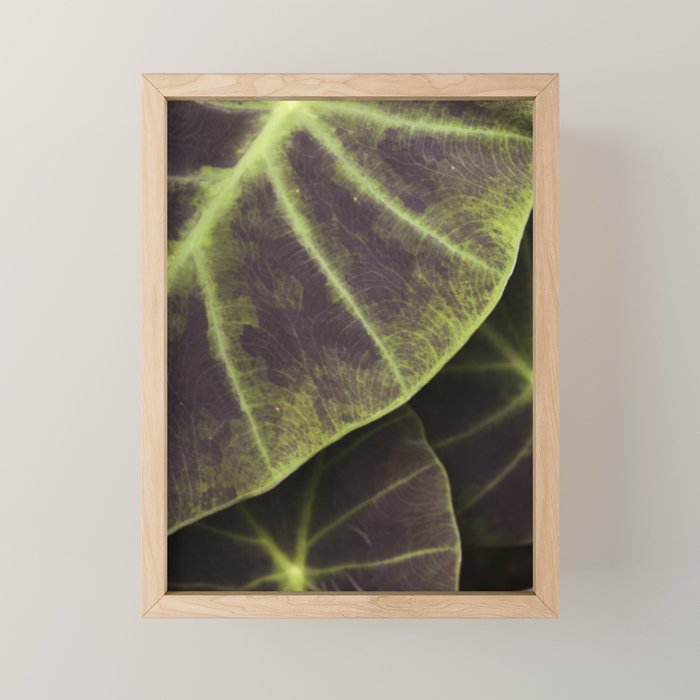Leaf Line Art Elephant Ear Study Mini Art Print Gallery Image 1