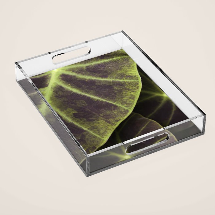 Leaf Line Art Elephant Ear Study Acrylic Tray Gallery Image 1