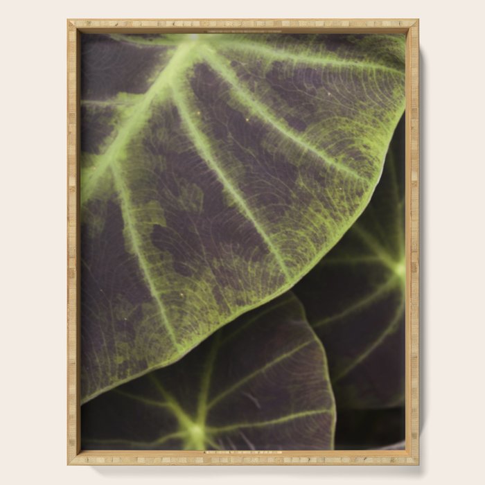 Leaf Line Art Elephant Ear Study Serving Tray Gallery Image 1