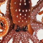 White Spotted Octopus Coffee Mug Gallery Image 2