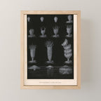 Jellyfish development from "Le Monde de la Mer," 1866 (benefitting The Nature Conservancy) Mini Art Print Gallery Image 1