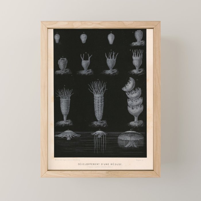 Jellyfish development from "Le Monde de la Mer," 1866 (benefitting The Nature Conservancy) Mini Art Print Gallery Image 1