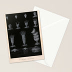 Jellyfish development from "Le Monde de la Mer," 1866 (benefitting The Nature Conservancy) Stationery Card Gallery Image 2