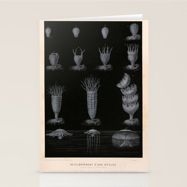Jellyfish development from "Le Monde de la Mer," 1866 (benefitting The Nature Conservancy) Stationery Card Gallery Image 1
