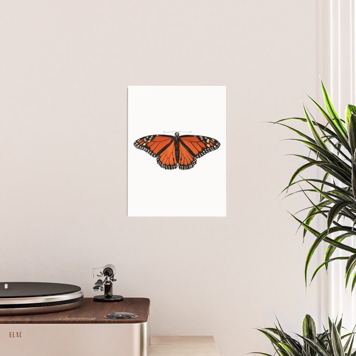 Monarch (Danaus plexippus) Poster Gallery Image 2